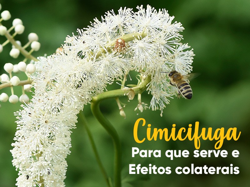 Cimicifuga racemosa: para que serve e efeitos colaterais